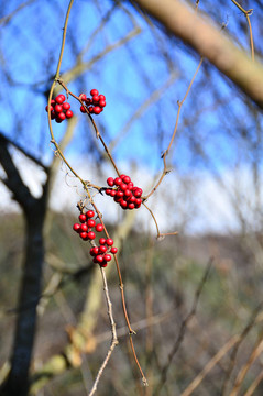 紅草莓