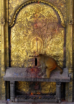 猴子在尼泊爾的一個(gè)神社