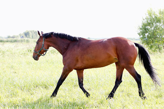 馬