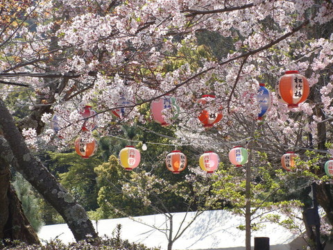 燈籠在開花