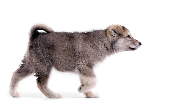 阿拉斯加幼犬指出立場