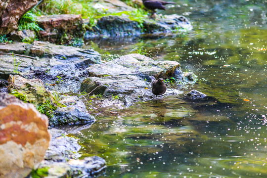 池塘鳥兒