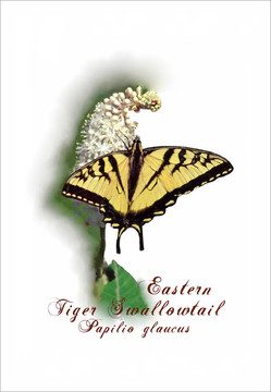 東虎鳳蝶butterfly_papilio glaucus_on粉中毒