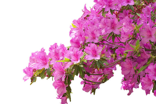 白色背景上的Pink Azeleas