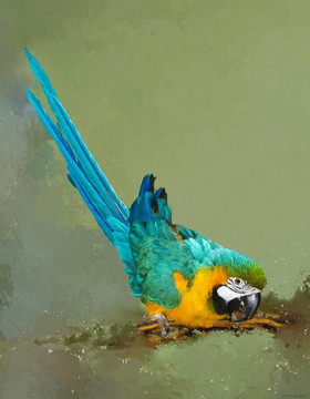 藍色和黃色的macaw_ara ararauna