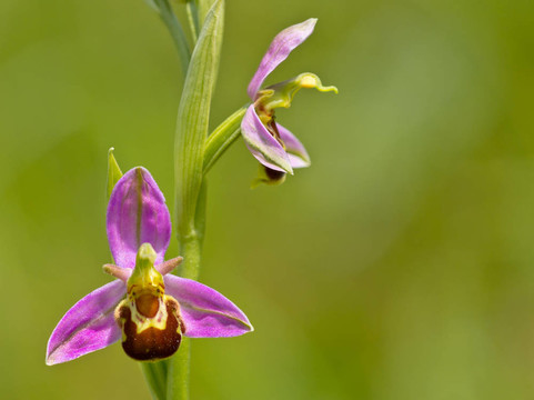 蜂蘭花雙花