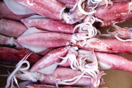 鮮魷魚