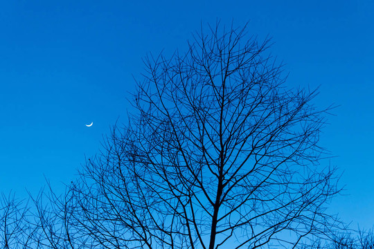 夜晚的天空上有一棵樹