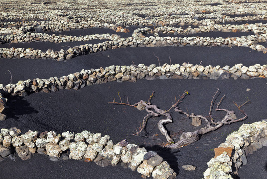 在火山地區(qū)拉赫里亞蘭薩羅特葡萄酒