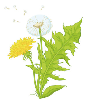 花與葉的蒲公英