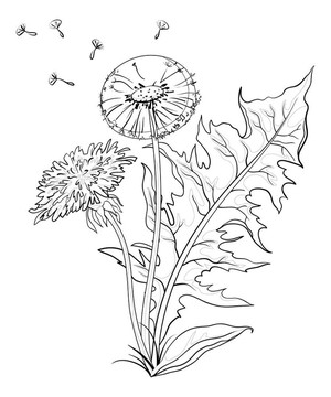 花與葉蒲公英；輪廓