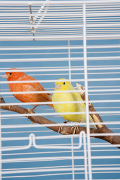 寵物鳥
