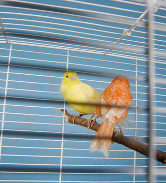 寵物鳥