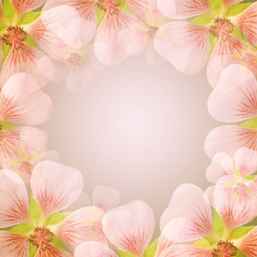 具有復(fù)制空間的粉紅花相框