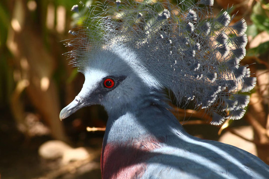 维多利亚冠鸽；Goura victoria；最大的鸽子在世界上从新几内亚岛