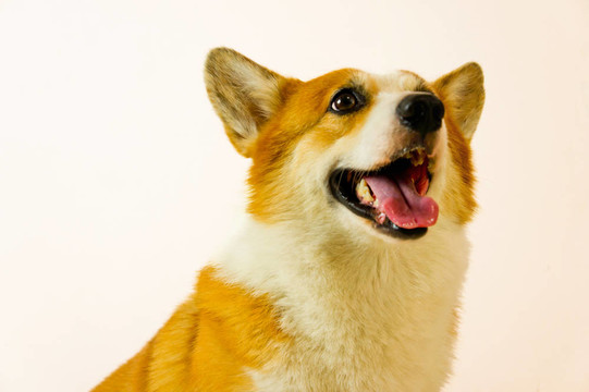 威爾士柯基犬