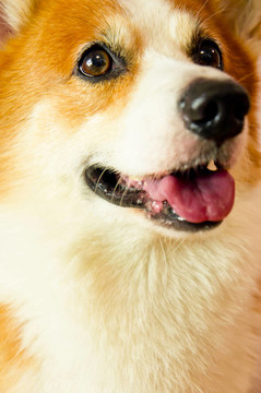 威爾士柯基犬