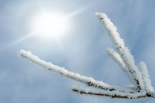 雪白的樹干和陽光