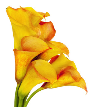 Yellow Calla百合花