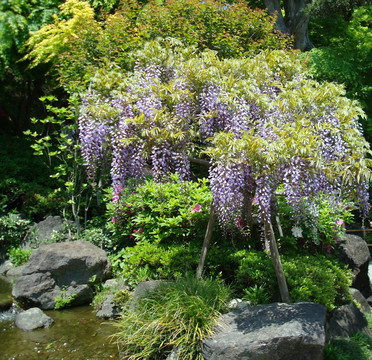 日本式庭園