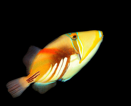 異國(guó)情調(diào)的魚