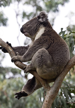 Carefree；Wild Koala