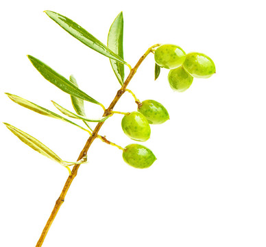 鮮綠橄欖枝