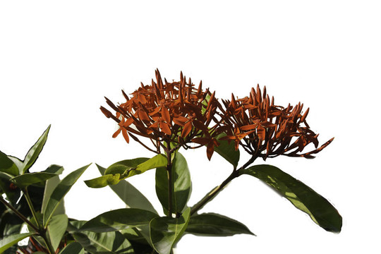 紅色的花