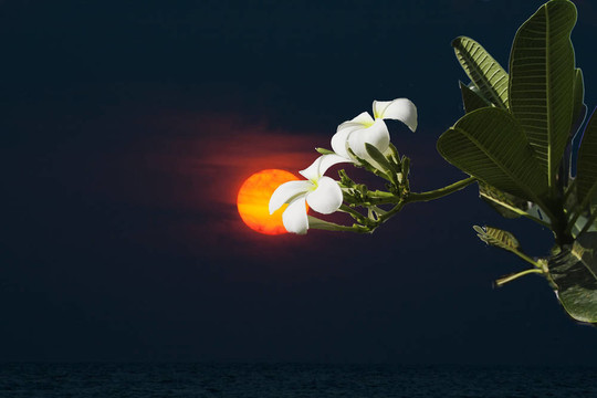 寺廟花與太陽