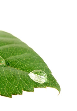 綠色植物上的淡水滴