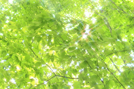 山毛櫸林