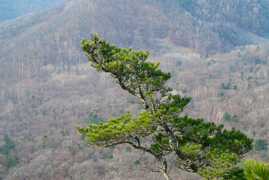 松樹頂8