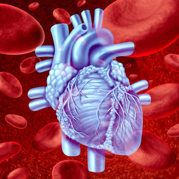 心Blood Flow
