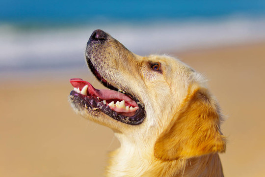 金毛獵犬