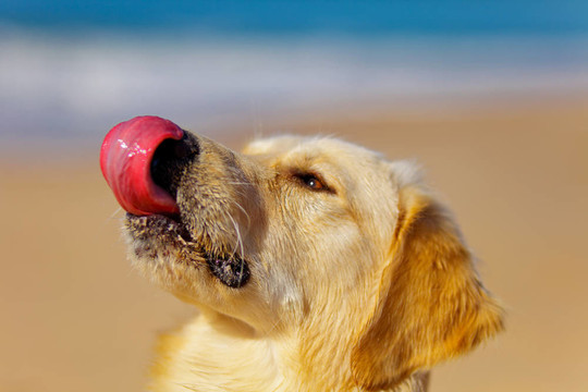 金毛獵犬