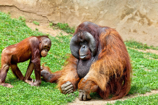 猩猩的Borneo；Pongo Pygmaeus