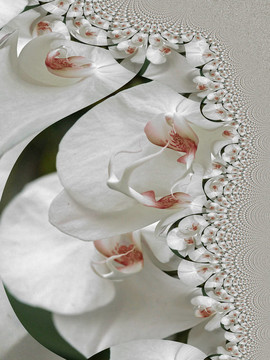蘭花摘要