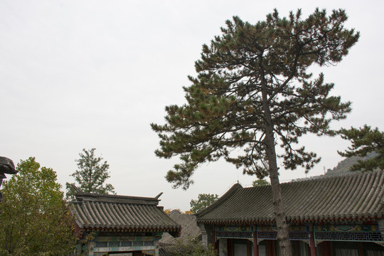 古建筑庭院一棵松