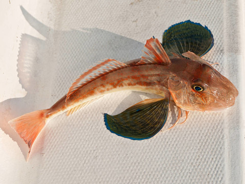 紅色的魚