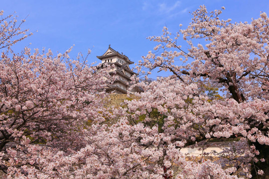 日本城堡和美麗的粉紅色櫻花