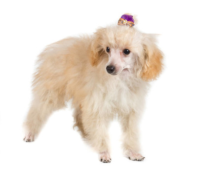 杏色貴賓犬的畫像在白色背景