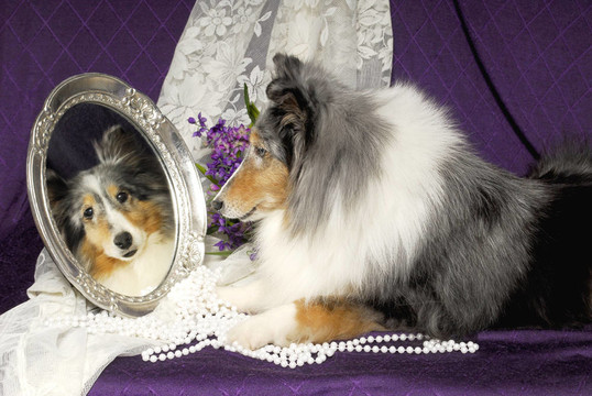 喜樂蒂牧羊犬的狗在照鏡子