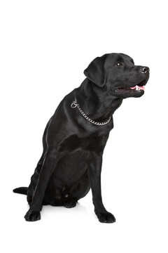 Labrador黑人