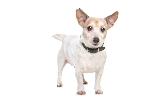 Jack russel梗
