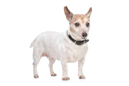 Jack russel梗