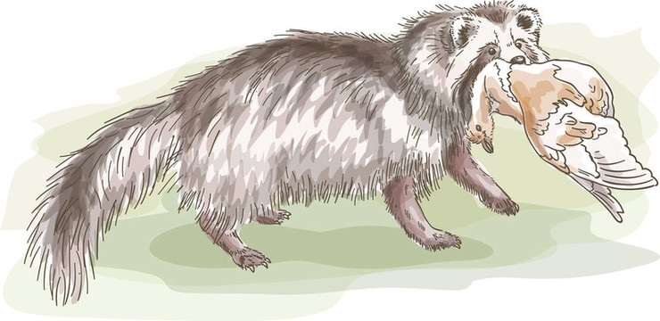 一只鳥Raccoon。