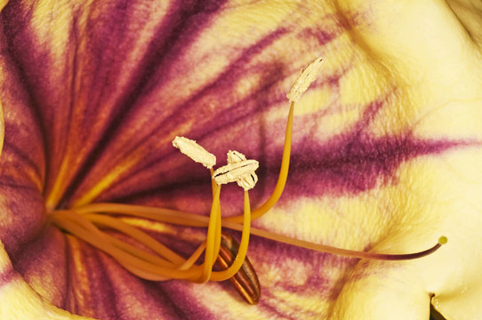 金杯；Solandra nitida