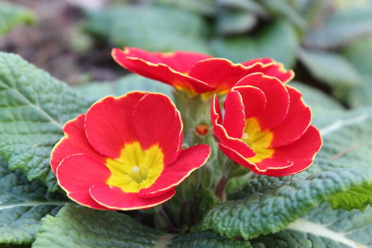 紅櫻草