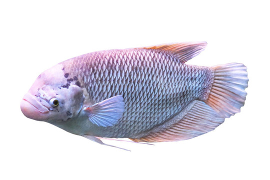 異國情調的魚