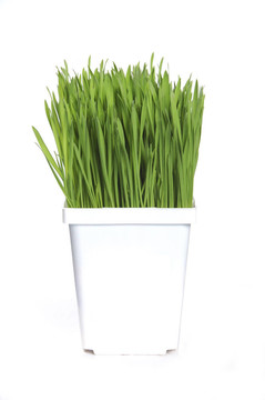 小麥草
